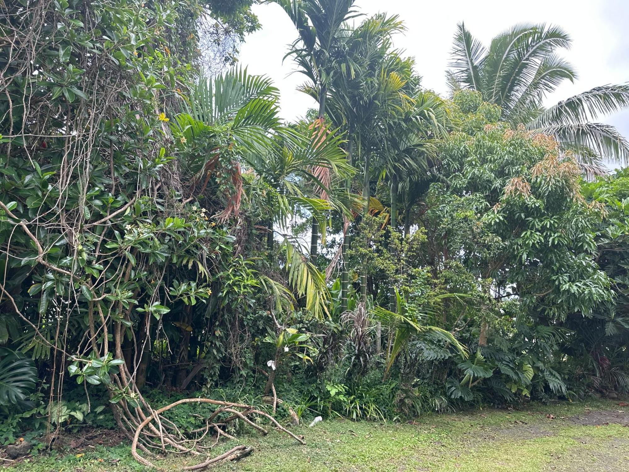 Hawaiian Ohana Home Hilo Exteriér fotografie