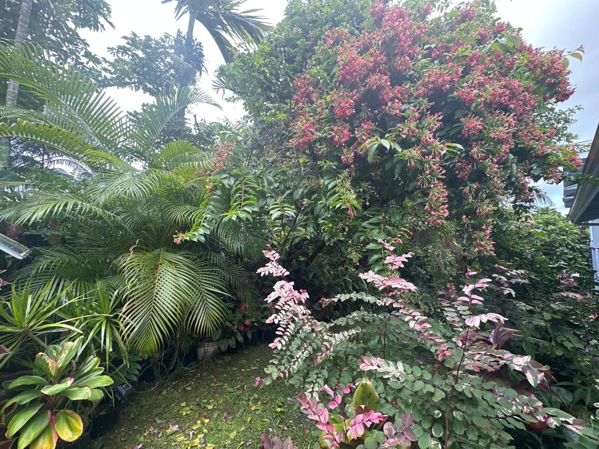 Hawaiian Ohana Home Hilo Exteriér fotografie