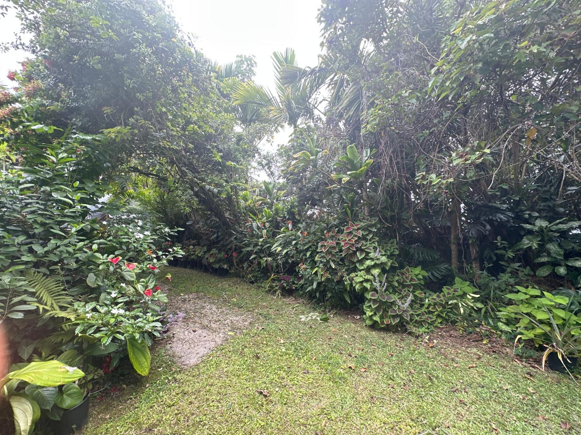 Hawaiian Ohana Home Hilo Exteriér fotografie