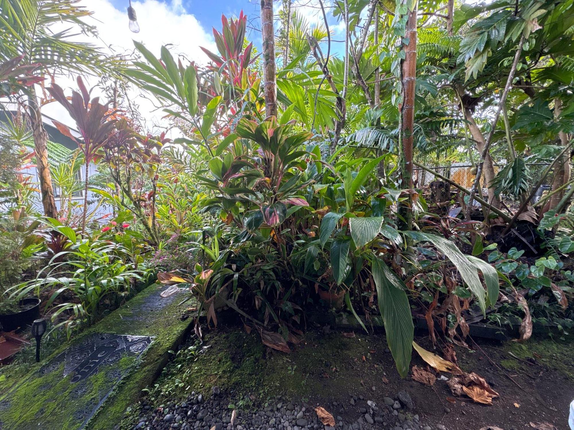 Hawaiian Ohana Home Hilo Exteriér fotografie